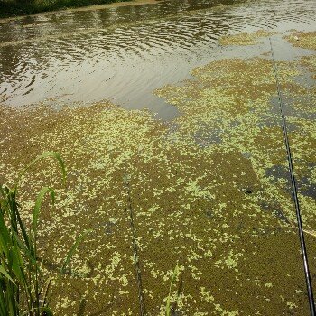 嘉定野钓营 家门口的野趣，钓鱼之家的港湾